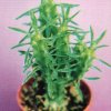 Euphorbia clava.